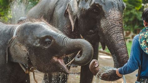  L'Éléphant Magnifique: Une Exploration d’un Conte Nigérian du Xème Siècle sur le Courage et la Diplomatie !